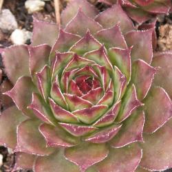 Sempervivum - Dachwurz - Hauswurz